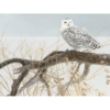 Fallen Willow Snowy Owl (500 pezzi) - immagine 2